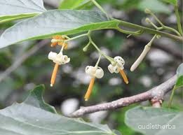 Alangium begoniaefolium flower1.jpg